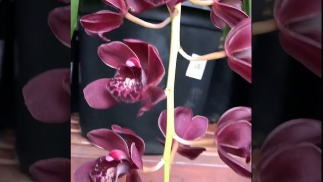 My Pendulous Cymbidium Orchids