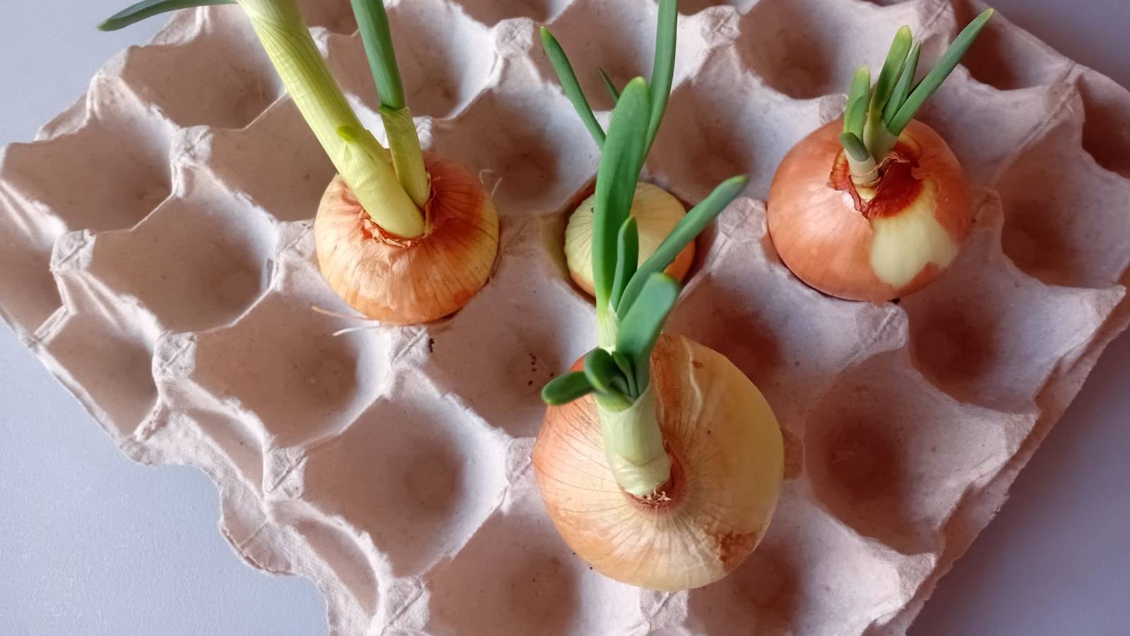 Когда и как высаживать лук севок. Лучшие дни для посадки лука и других овощей