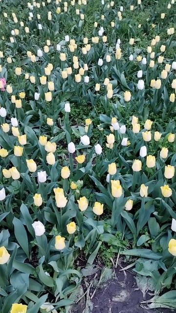 Цветочная красота тюльпанов. 🌷
#РостовНаДону