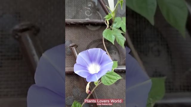 My Morning Glory Vines and beautiful Flowers mix colors.