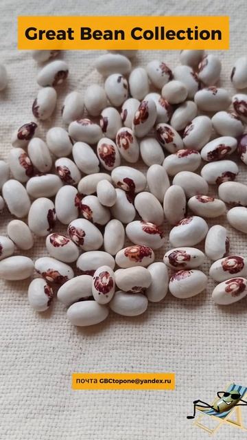 Фасоль роквелл или мишка семена Rockwell or bear bean  seeds