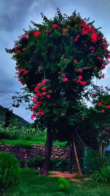#nature #photography #shorts