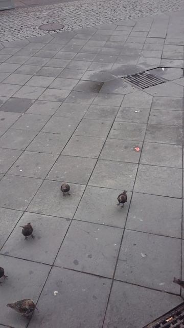 Birds eating