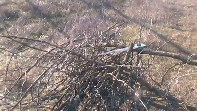 Как я ходил за дровишками в посадку