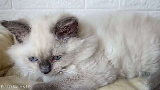 We need a new hairbrush for cats!