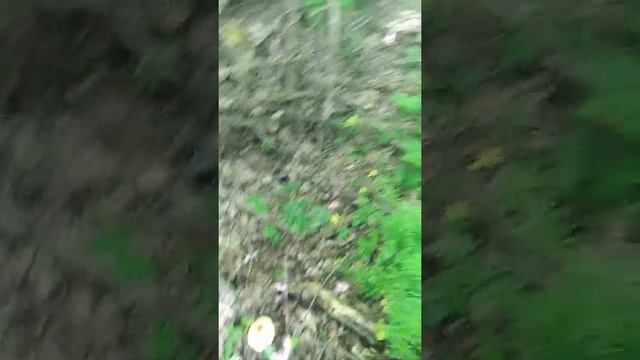Бештау. Штольня.