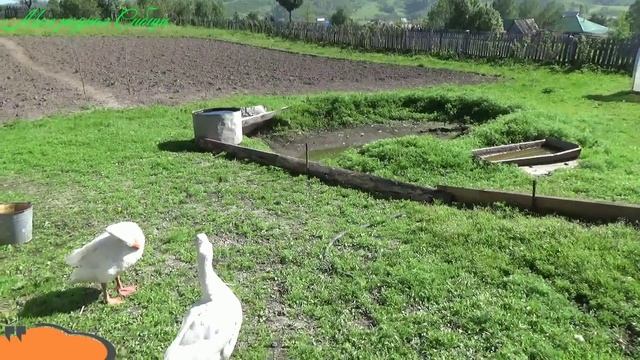 Большие гуси стоят на защите своих маленьких гусяток.