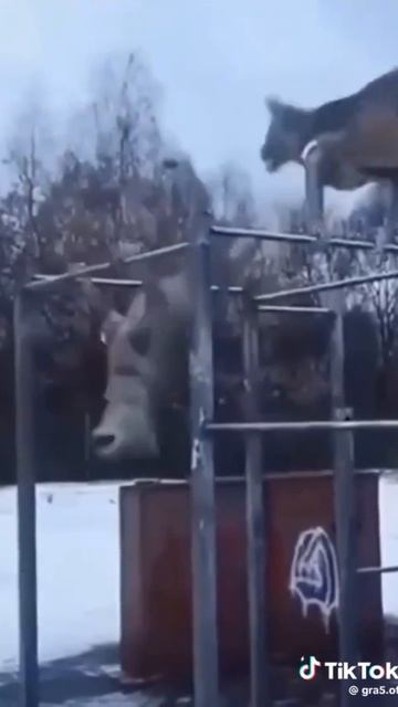 мем из Старого тт 1#