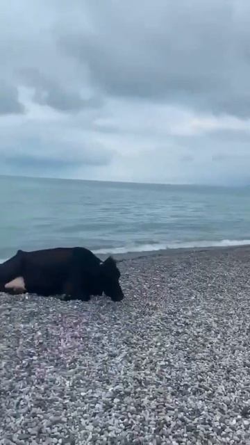 Самые грудастые телки на пляже
