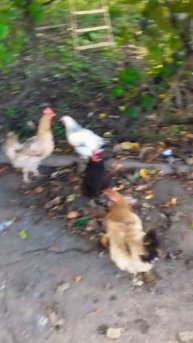 ВЫГУЛИВАЮ ДОМАШНИХ ПТИЦ 🐣🐓❤😆