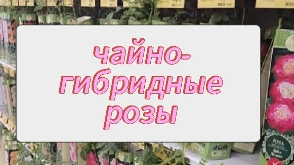 За чайно-гибридными розами в "Арсенал товаров" (Воронеж, 2025)