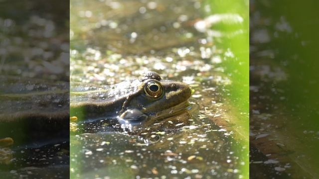 Везззна, любить пора !