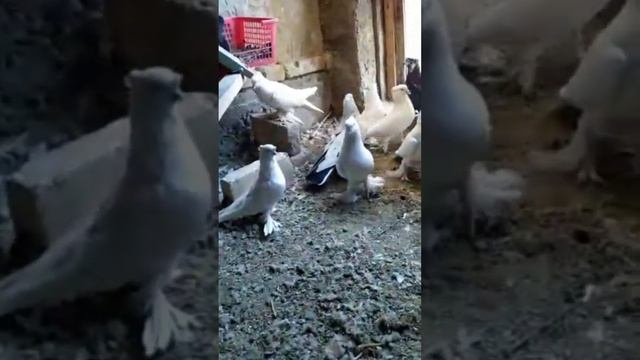 Сотилади хаммаси +99893 257 28 23 Шахрихонда  учкур кабутарлар #кабутар бозор #Ахмаджон уз