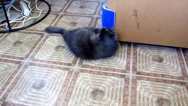 Игрушка-массажер для кошек с креплением к стене Cat it