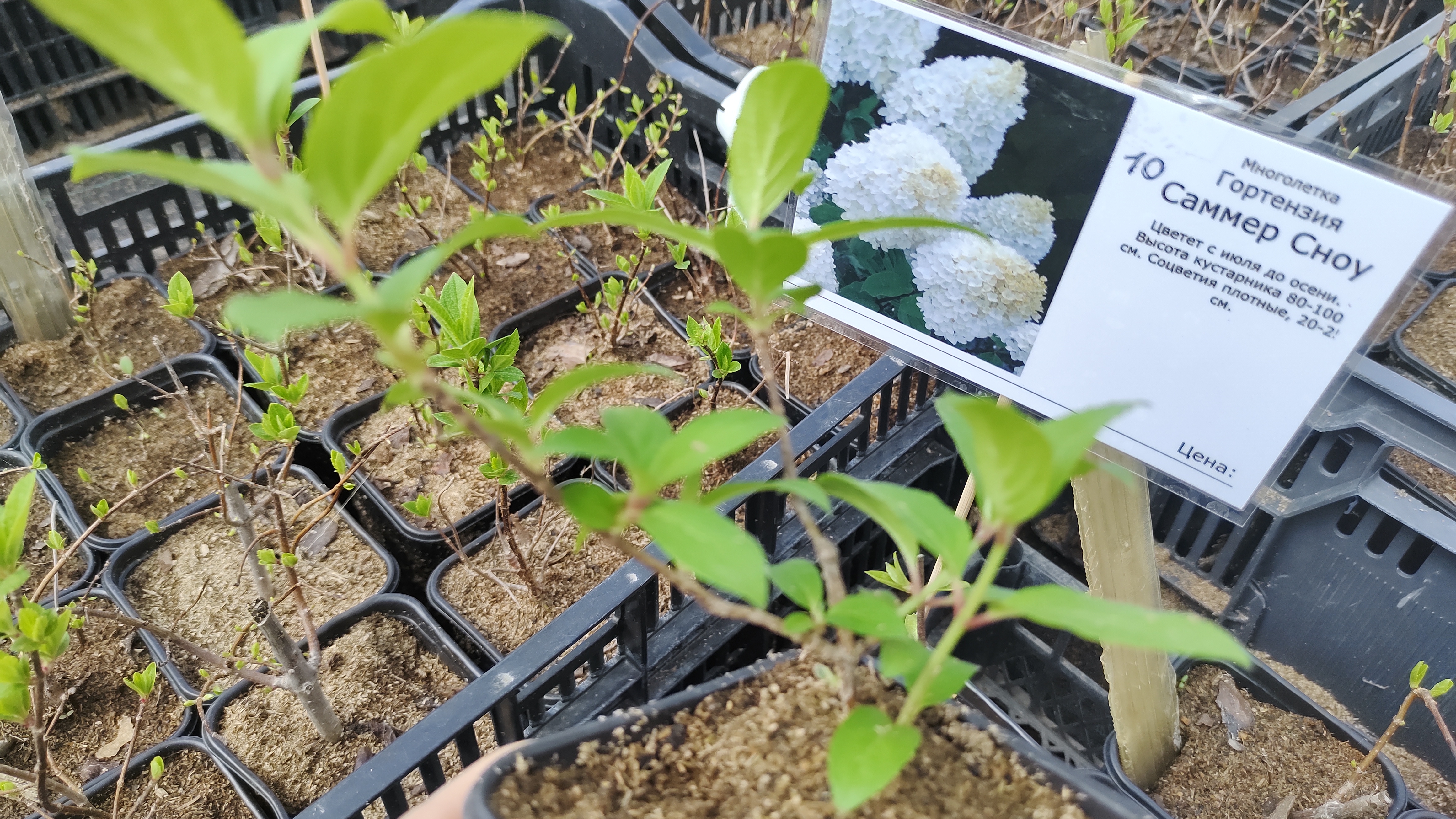 весенние изобилие садового центра 🌱🌷🍓