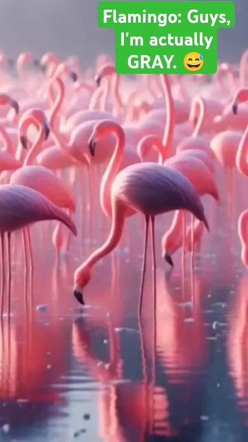 I'm actually gray. - flamingo #animalfacts #animallover