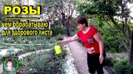 Чем опрыскать розы для здорового листа.Примените этот препарат