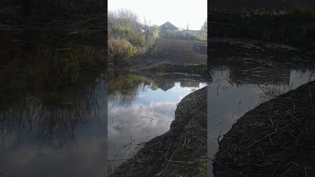 очистка пруда завершилась