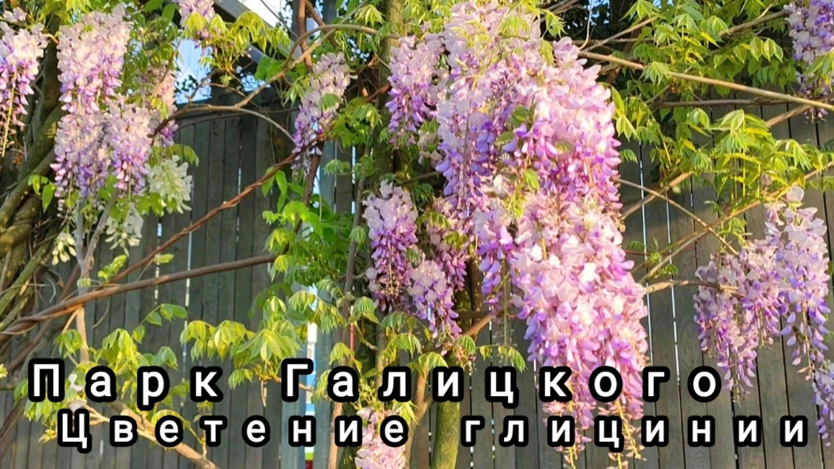 🌿Парк Галицкого. Цветение глицинии🌿