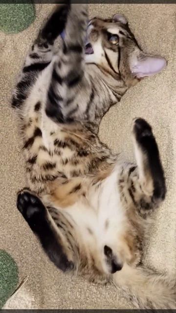Шарик для котиков