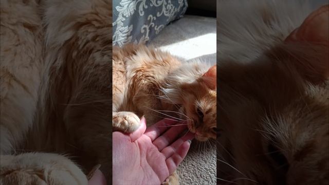 Недотрога 😻🐾