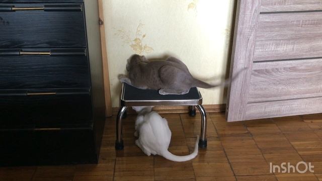 Кто сильнее…1