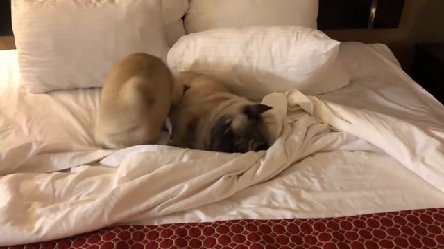 Clementine the #Pug is HYPED!
