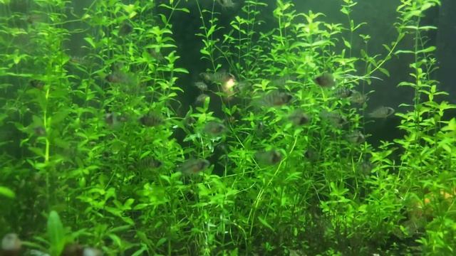 Apistogramma baenschi wait for feeding... /А.Бенши ждём поесть! :)