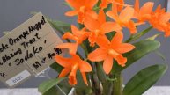 【カトレア】2021年 世界らん展 【Cattleya】JGP International Orchid and Flower Show 2021.