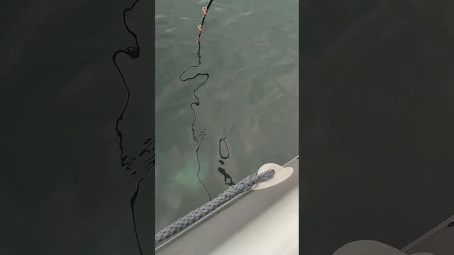 Сахалинские тропические монстры.