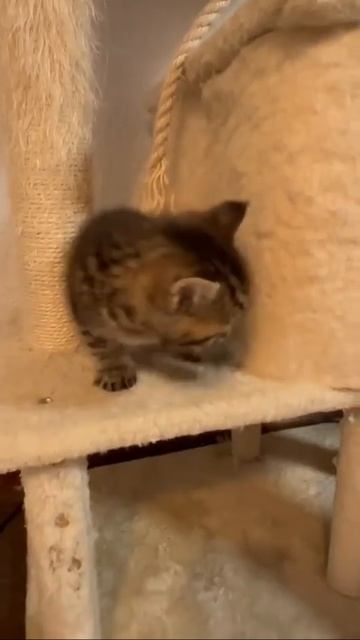 #котики #рекомендации подписка лайки 🧡🧡🧡