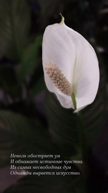 25.04.25 АЗ #ниднябезрифмы
