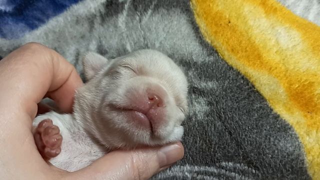 Милота ))) Так выглядит чистокровный щенок #чихуахуа