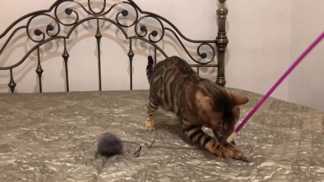 Бенгальские кошки, коты, котята