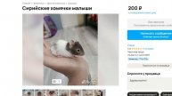 Я НАЧАЛ ТЫКАТЬ ХОМЯКА или HAMSTER KOMBAT (АНИМАЦИЯ)