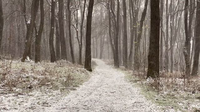 Snowy forest path | Snow falling sounds | 1 hour to help focus, stress relief, sleep better
