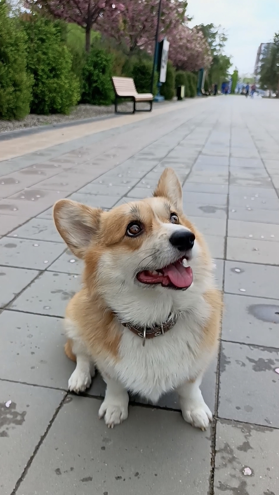 Корги на аллее Японской Сакуры в Волгограде🔸