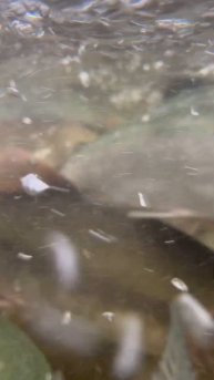 Подводная съёмка горбуши🤿 о.Сахалин😻