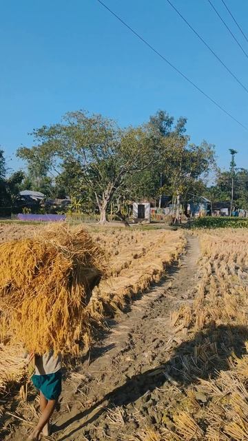 Sound of Paddy#shorts #sound_of_nature