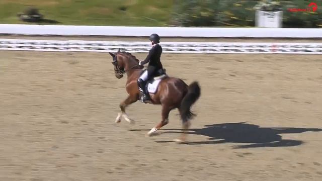 Horses & Dreams: Jil-Marielle Becks (GER) & Damon´s Satelite • CDI1* Intermediaire I