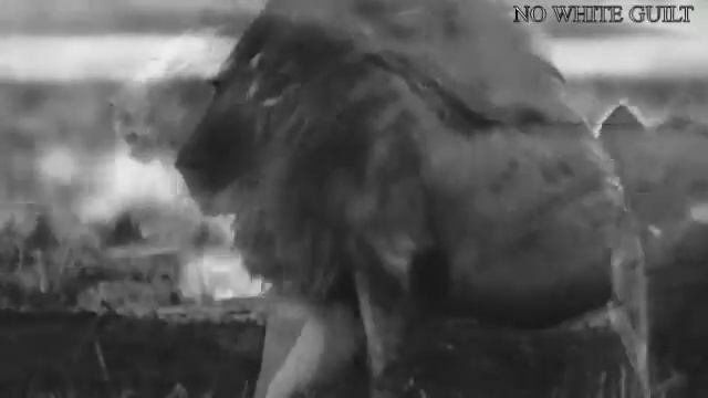 Mark Brahmin & Xurious - The Lion