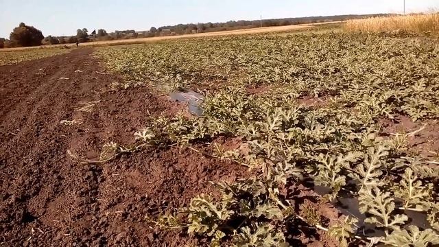 09.07.2021 кавун диня ) очікуємо урожай