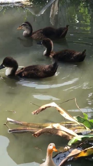 Farm Animals Bathing Chicken, Ducklings Swimming, Baby ducks in my pool! #SHORTS VIDEO #73