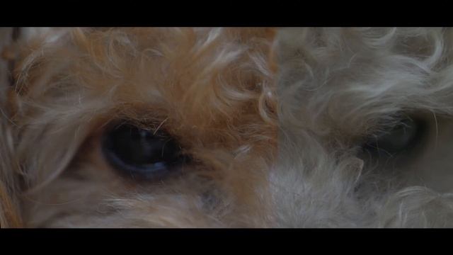 Panasonic GH5 HLG Color Grading