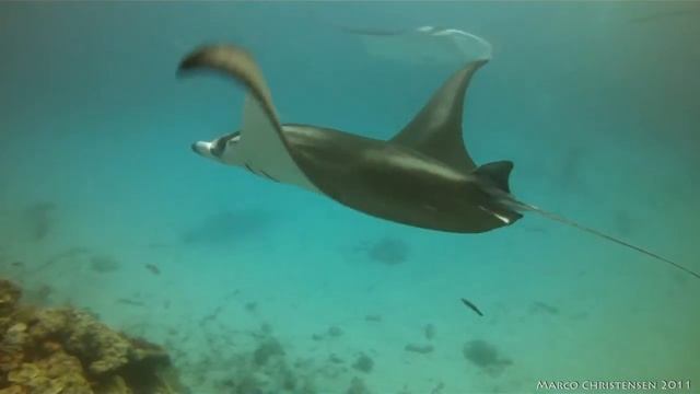 Bora Bora - Diving with Manta rays