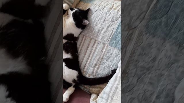 Зимняя спячка кота