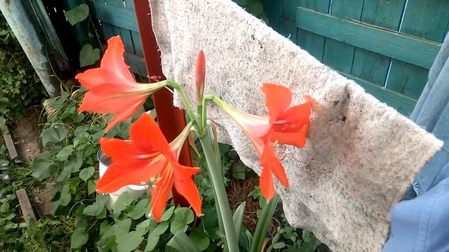 І знову, лілія! 19.08.2019 р.