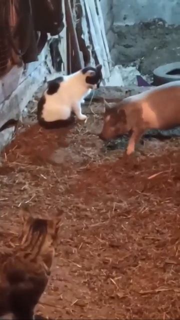 Достало это свинство!!