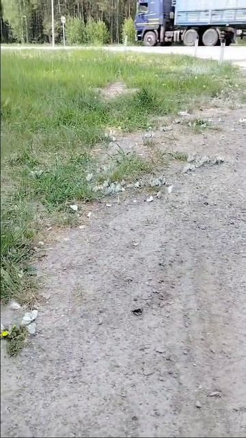 Нашествие бабочек. Заводоуковск, Тюменская область, 02.06.2023
