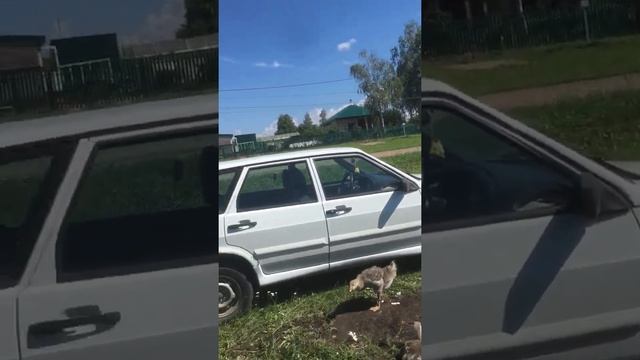 Хорошо в деревне летом! Часть 1